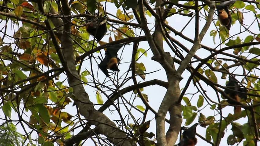 pagode chauve souris soc trang