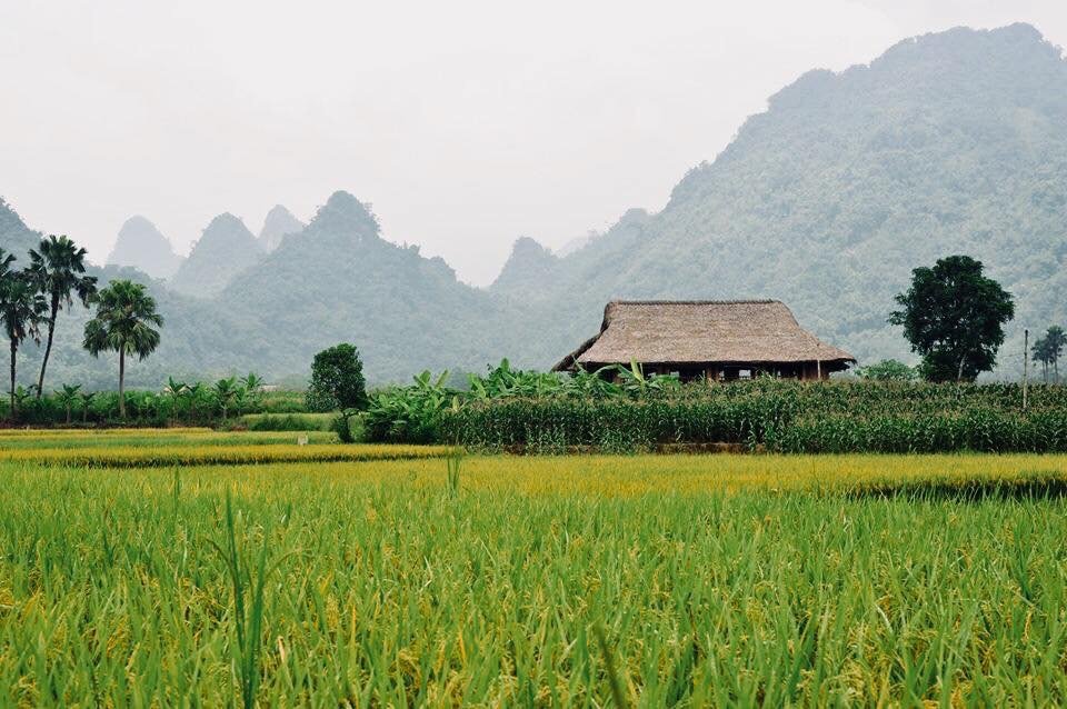 vallee-de-Lam-Thuong-a-Yen-Bai