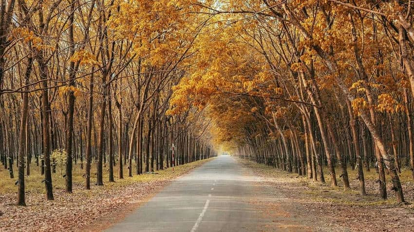 forets-de-caoutchouc