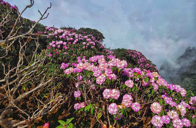 parc-national-de-hoang-lien