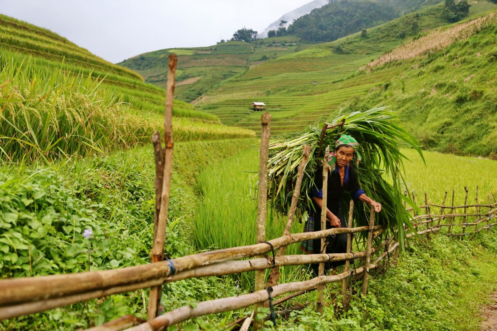 mu-cang-chai-en-mars