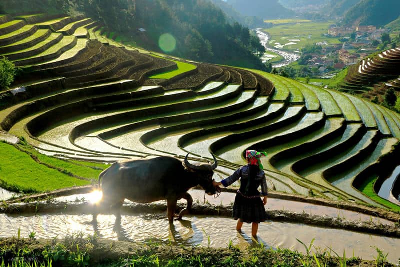 la-meilleure-periode-pour-voir-les-rizieres-en-terrasse-au-vietnam