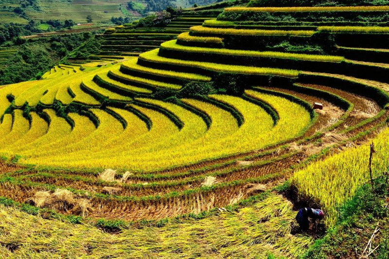 la-meilleure-periode-pour-voir-les-rizieres-en-terrasse-au-vietnam