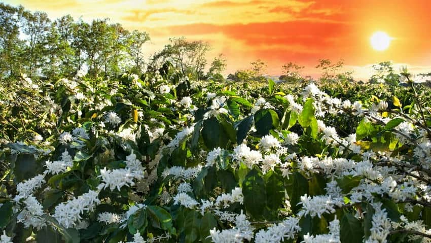 guide-complet-de-buon-ma-thuot-la-capitale-du-cafe-du-vietnam