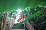 Un modèle économique communautaire du village de Thái Hải: unique et solidaire