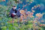 Top 10 des meilleurs lieux d’observation de la faune au Vietnam