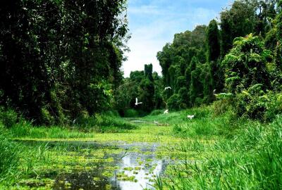 À la découverte du site écotouristique de Gao Giong à Dong Thap