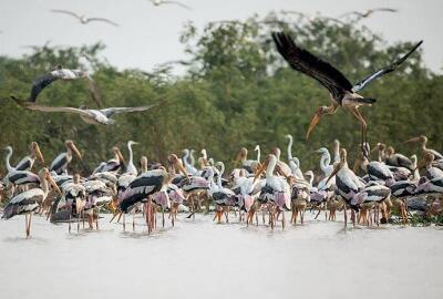 Le Cambodge au naturel : Pearaing, la biodiversité à vol d’oiseau