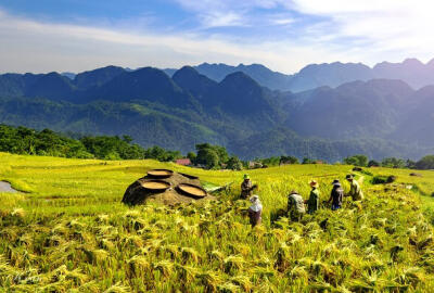 Trekking à Hoang Su Phi ou à Pu Luong : lequel est le meilleur ?