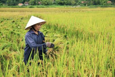 La récolte du riz au Vietnam : Guide complet pour voyageurs