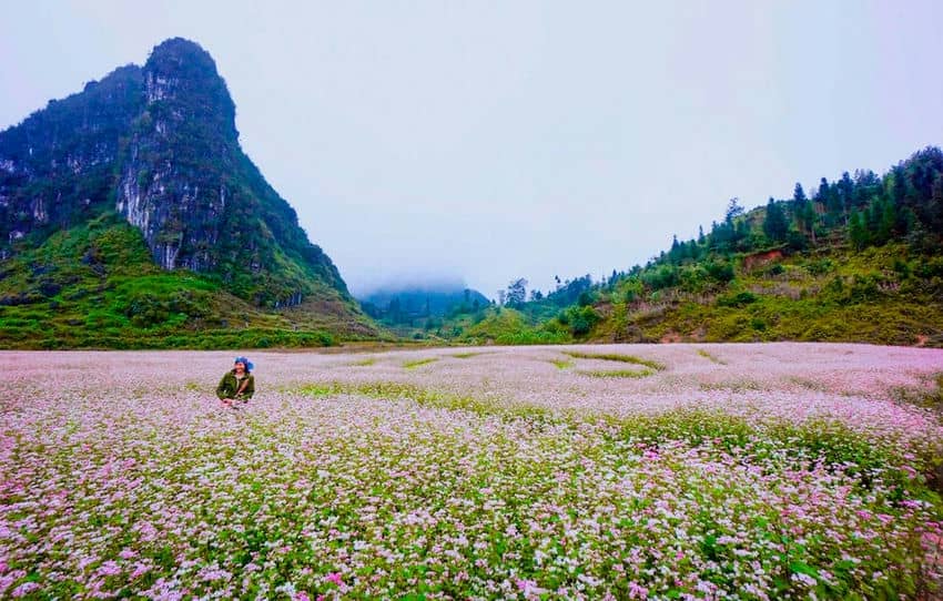 Saison_des_fleurs_de_sarrasin_Ha_Giang