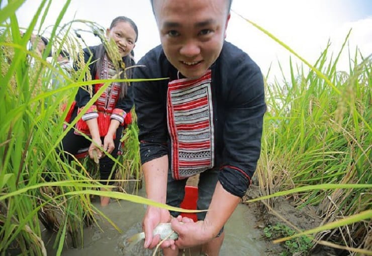carpe-riziere_hoang-su-phi