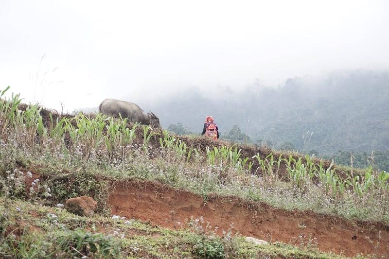 trek-hoang-su-phi-riziere-terrasse
