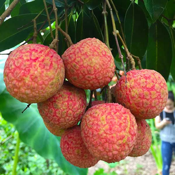 manger fruit au vietnam