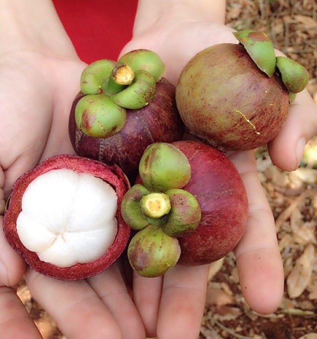 Jardins fruitiers delta au mekong