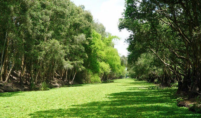 delta-mekong-foret-mangrove