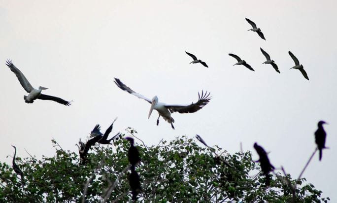 reserve oiseaux vietnam delta du mekong