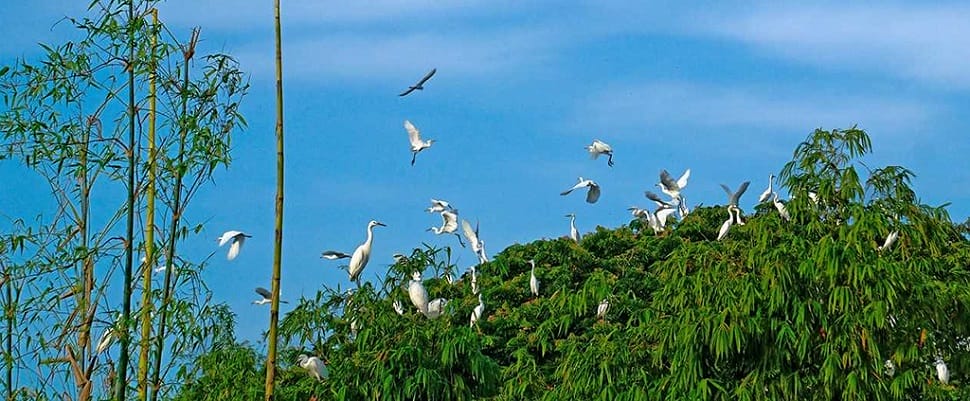 jardin-des-oiseaux_bang-lang