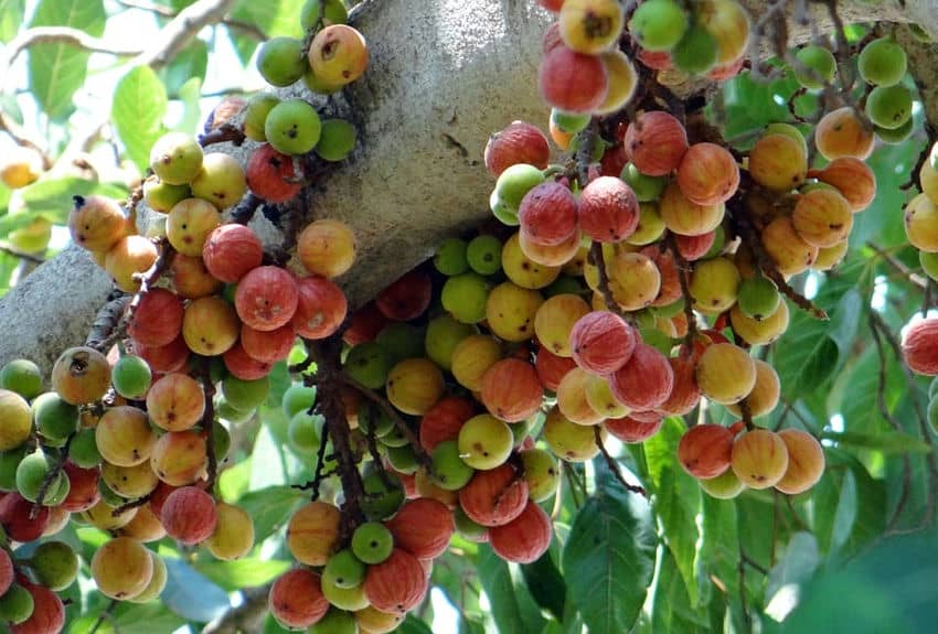 Ficus racemosa