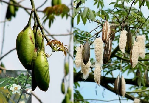 plantes dans les pagodes vietnam