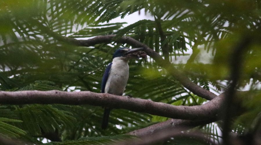 la-mangrove-de-can-gio-un-ecosysteme-unique-au-coeur-du-vietnam