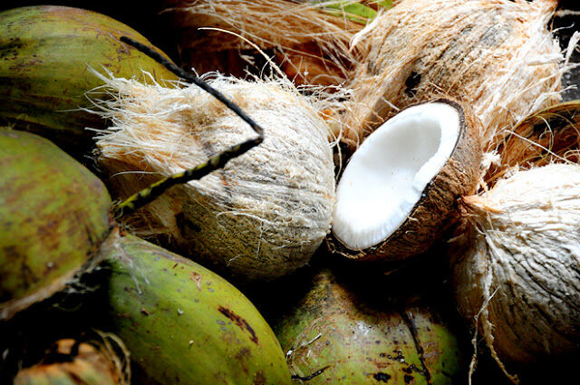 a-la-decouverte-du-nipa-le-cocotier-deau