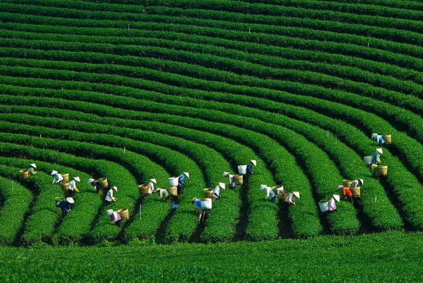 ou-voir-la-plantation-du-the-vert-au-vietnam