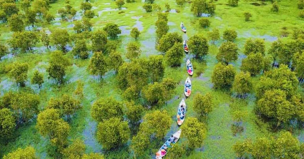 foret-de-cajeputiers-de-tra-su-un-paisible-paradis-naturel