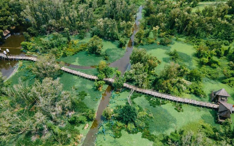 foret-de-cajeputiers-de-tra-su-un-paisible-paradis-naturel