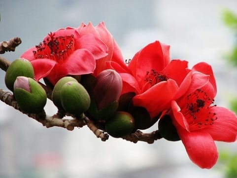 plantes dans les pagodes vietnam