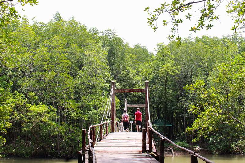 la-mangrove-de-can-gio-un-ecosysteme-unique-au-coeur-du-vietnam