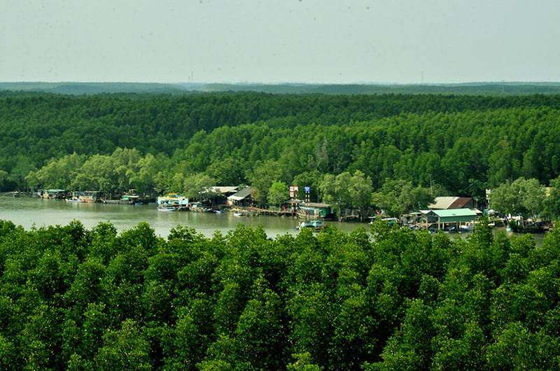 la-mangrove-de-can-gio-un-ecosysteme-unique-au-coeur-du-vietnam