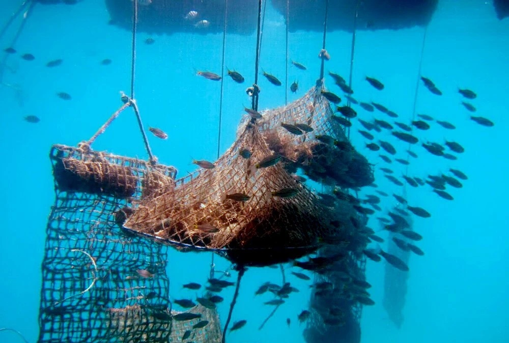 ou-peut-on-visiter-les-fermes-perlieres-au-vietnam