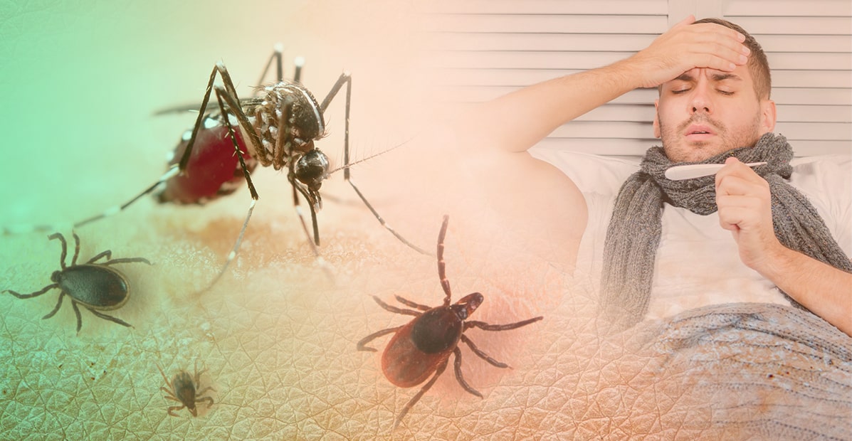 periode-moustique-au-Vietnam