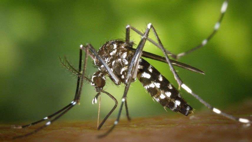 periode-moustique-au-Vietnam