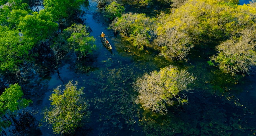 mangrove-de-Ru-Cha-a-Hue