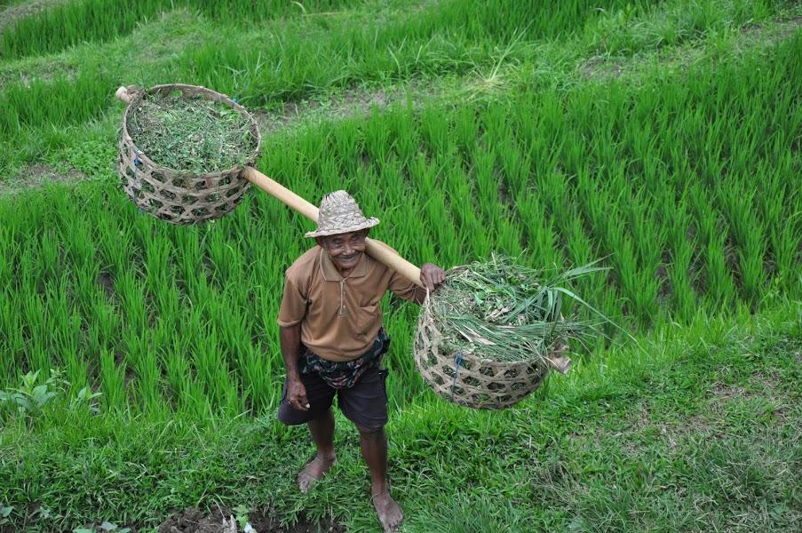 top-10-des-plus-belles-rizieres-en-terrasses-dasie-du-sud-est
