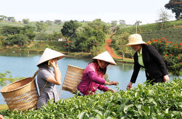 ou-voir-la-plantation-du-the-vert-au-vietnam