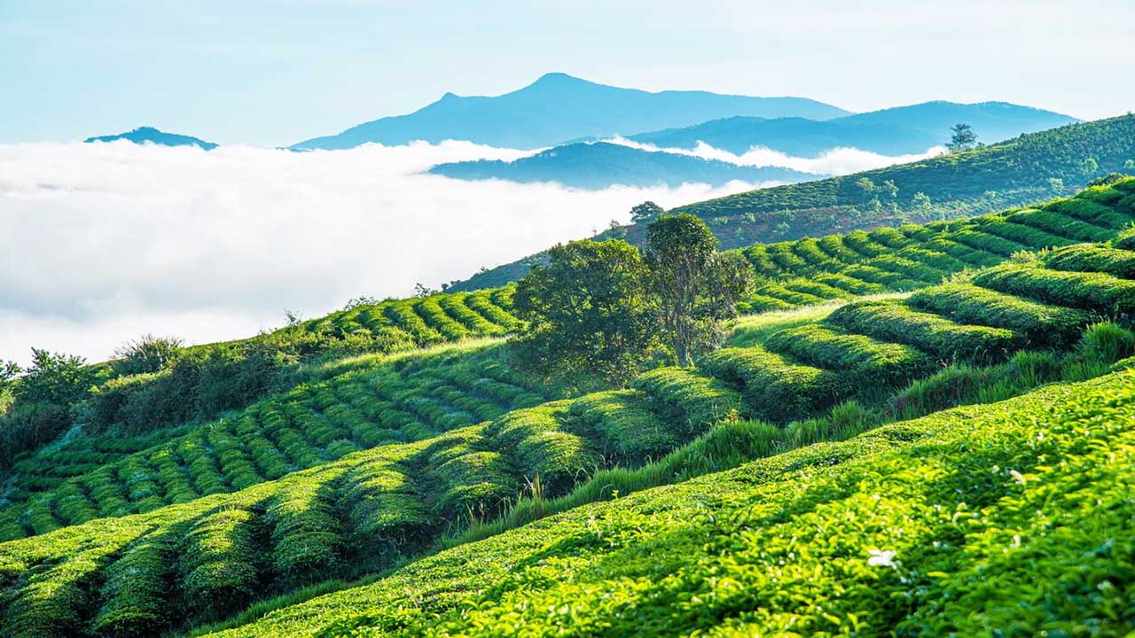 ou-voir-la-plantation-du-the-vert-au-vietnam